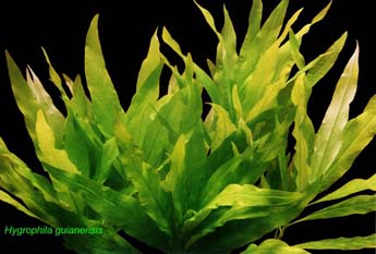 Hygrophila guianensis